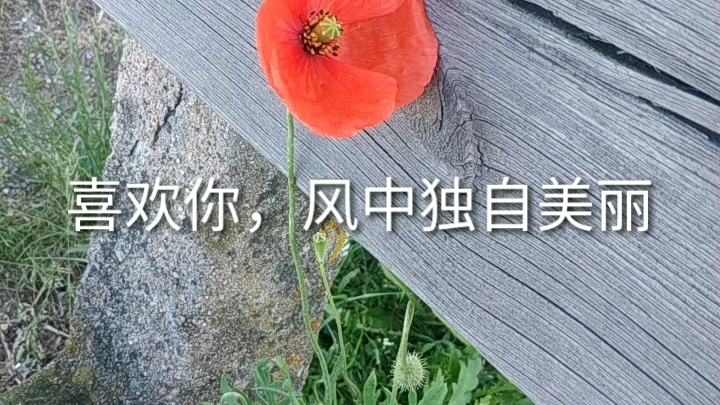 风中的罂粟花哔哩哔哩bilibili