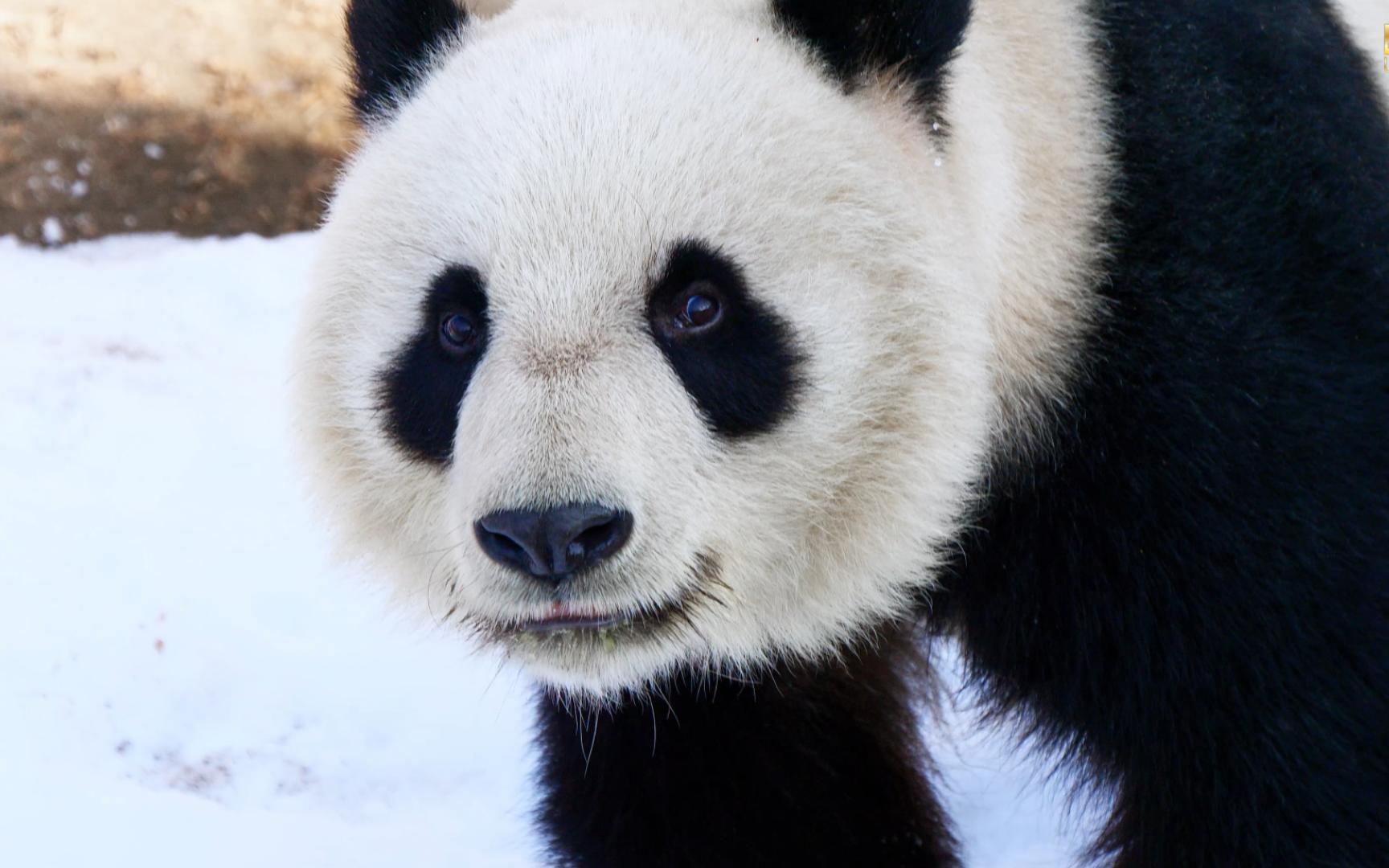 【大熊猫#格格】大姑奶奶雪地玩耍 开心得咩咩叫