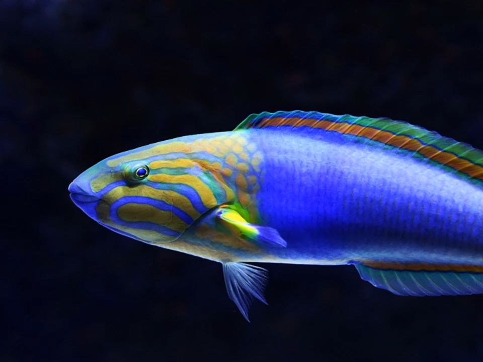 aimer 星屑ビーナス 伴奏 原版无损hi-res伴奏 超清无损高音质