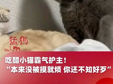 吃醋小猫霸气护主!灰猫:本来没摸我就烦,你还不知好歹哔哩哔哩bilibili