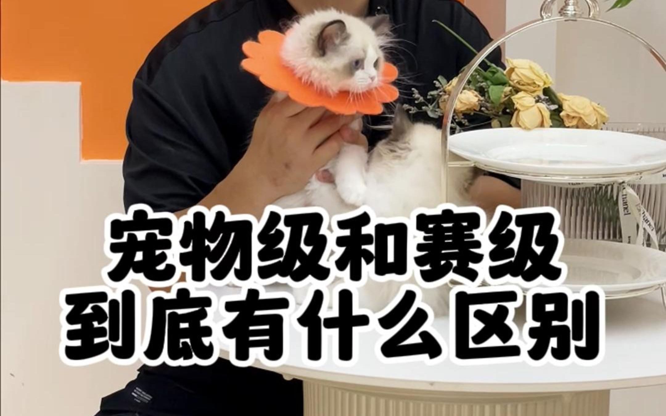 宠物级布偶猫和赛级到底有什么区别?哔哩哔哩bilibili