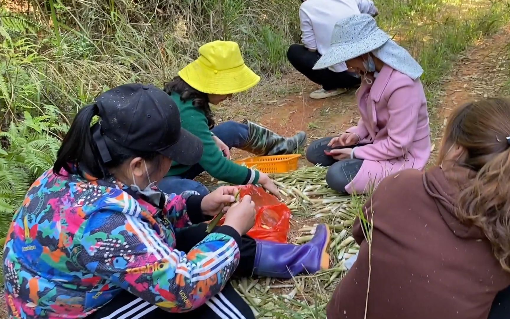 [图]这个季节野笋疯狂的生长，村里的老乡靠拔笋卖，一天收入1000元