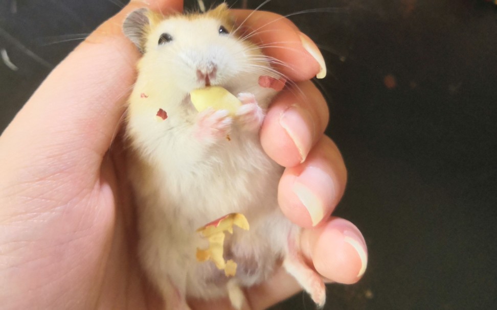 【仓鼠】原来仓鼠的嘴巴可以张这么大