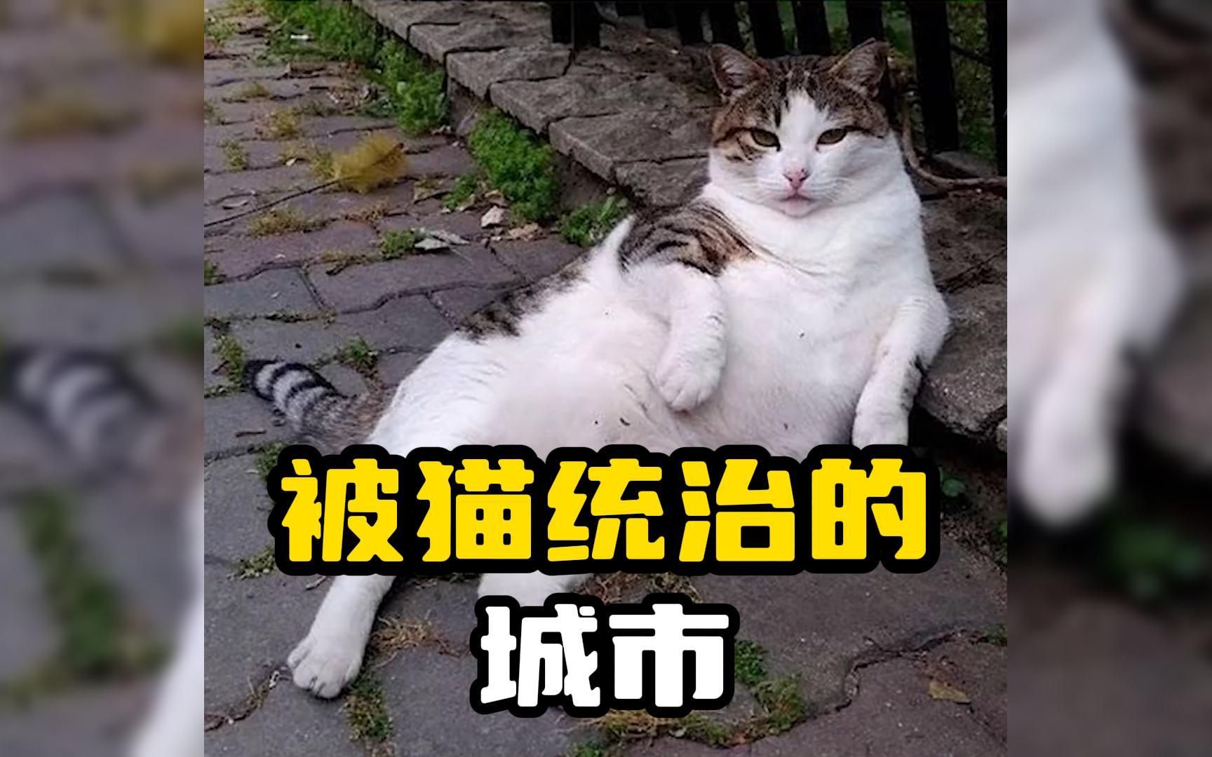 [图]被猫占领的城市-艾特你喜欢撸猫的朋友来这里走走