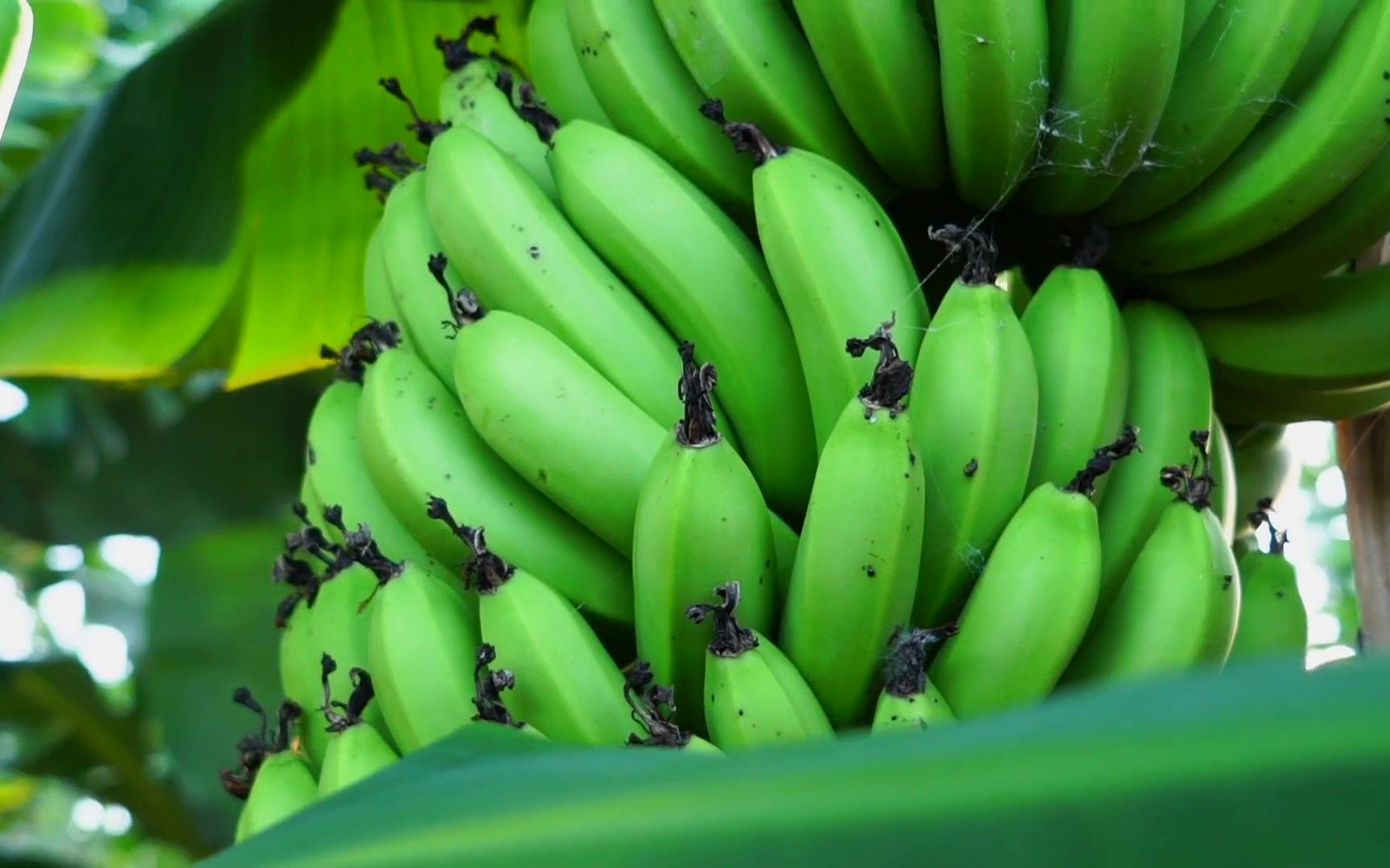 【每日农经】以短见长的火山岛矮蕉