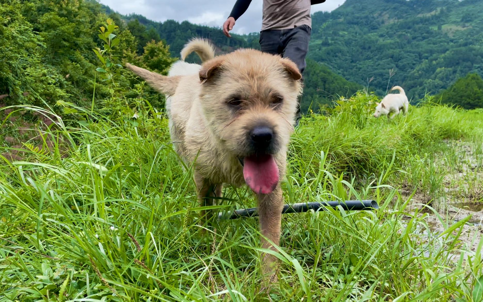 叱咤风云的师傅狗阿黄,带出的徒弟满天下,我们看看师傅狗长啥样