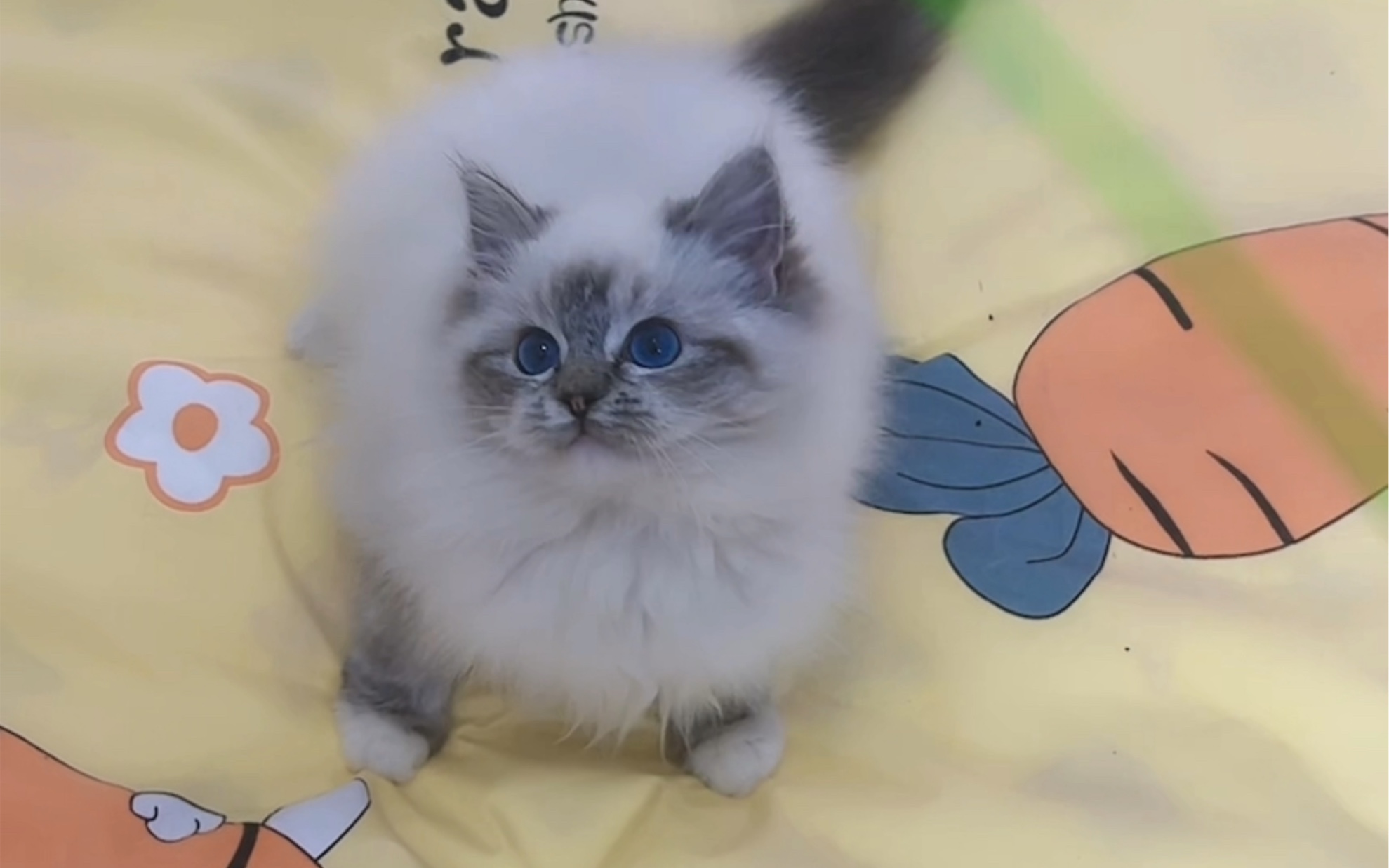 海豹山猫手套布偶猫