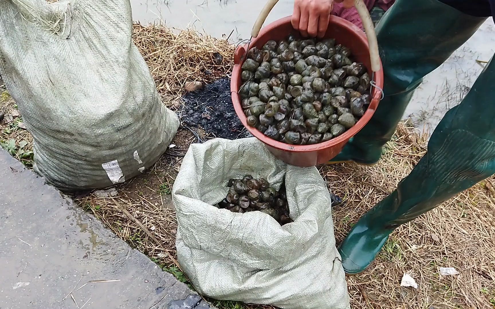 養殖田螺十年九年都是虧依舊沒放棄今天終於一雪前恥出貨了