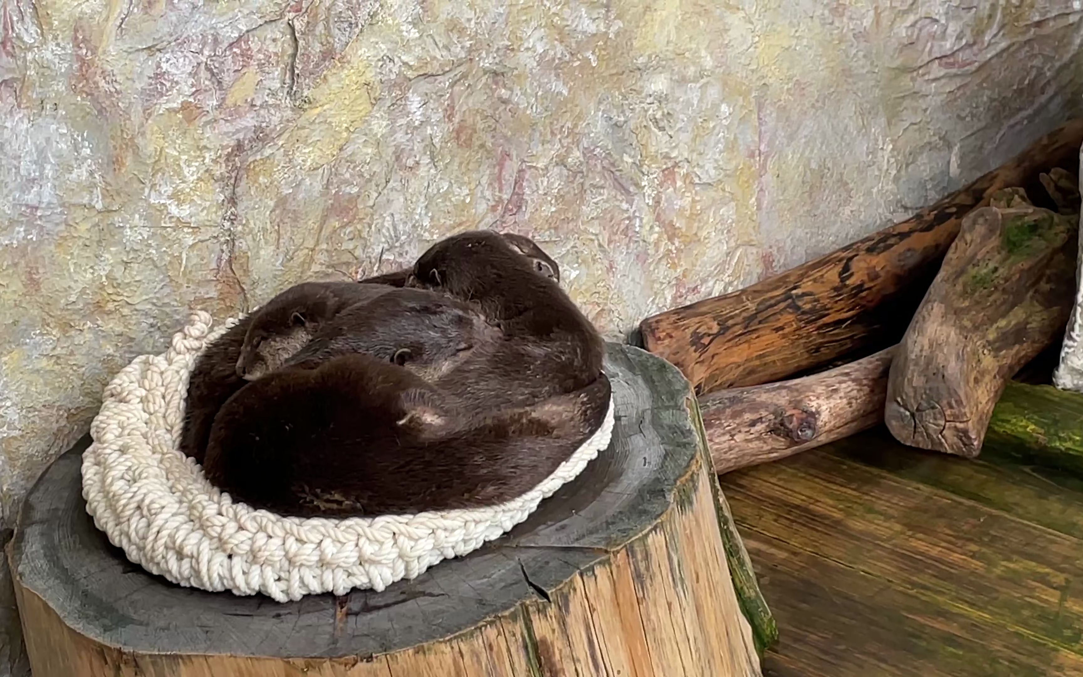 桂浜水族館 窝在一起睡觉的水獭 pt.