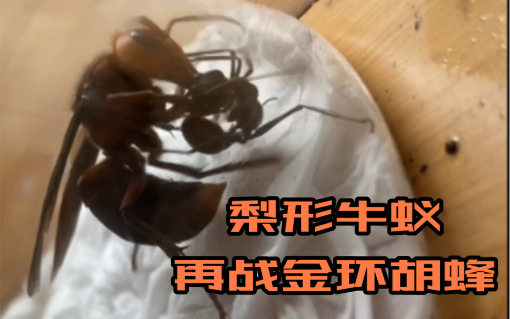 【膜翅目王者之争】梨形牛蚁(M. pyriformis)再战同体长金环胡蜂(V. mandarinia)哔哩哔哩bilibili