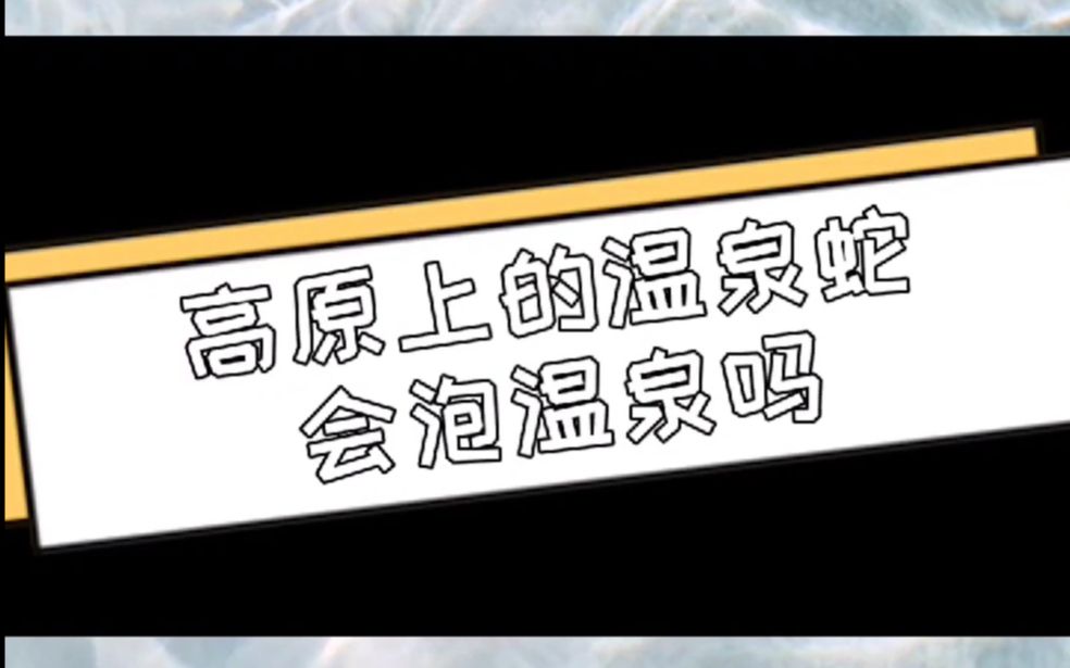 高原上的温泉蛇会泡温泉吗哔哩哔哩bilibili