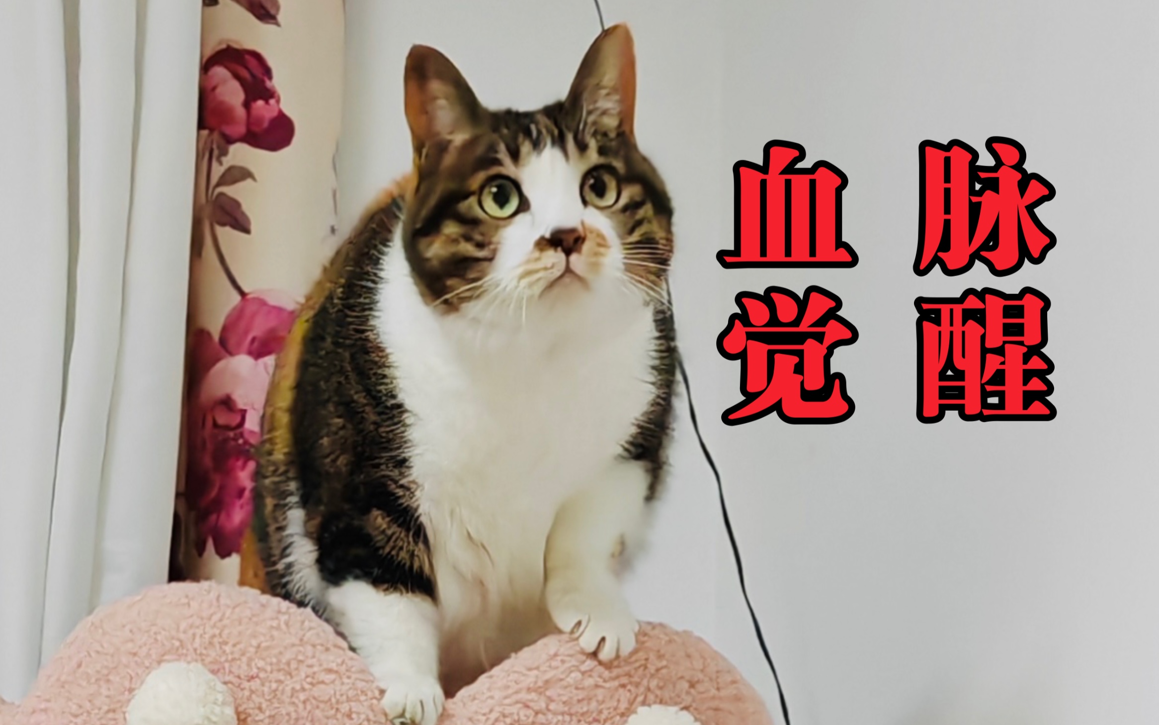 现在的宠物猫还会抓老鼠吗?结果出人意料!哔哩哔哩bilibili