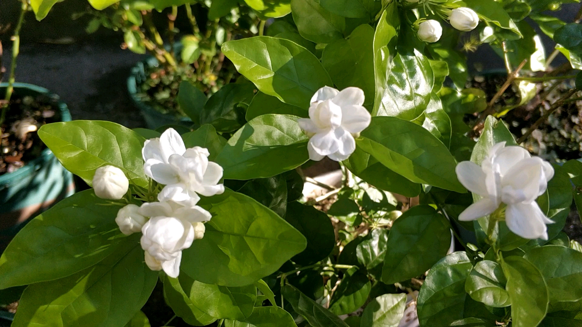 东西南北茉莉花背景图片