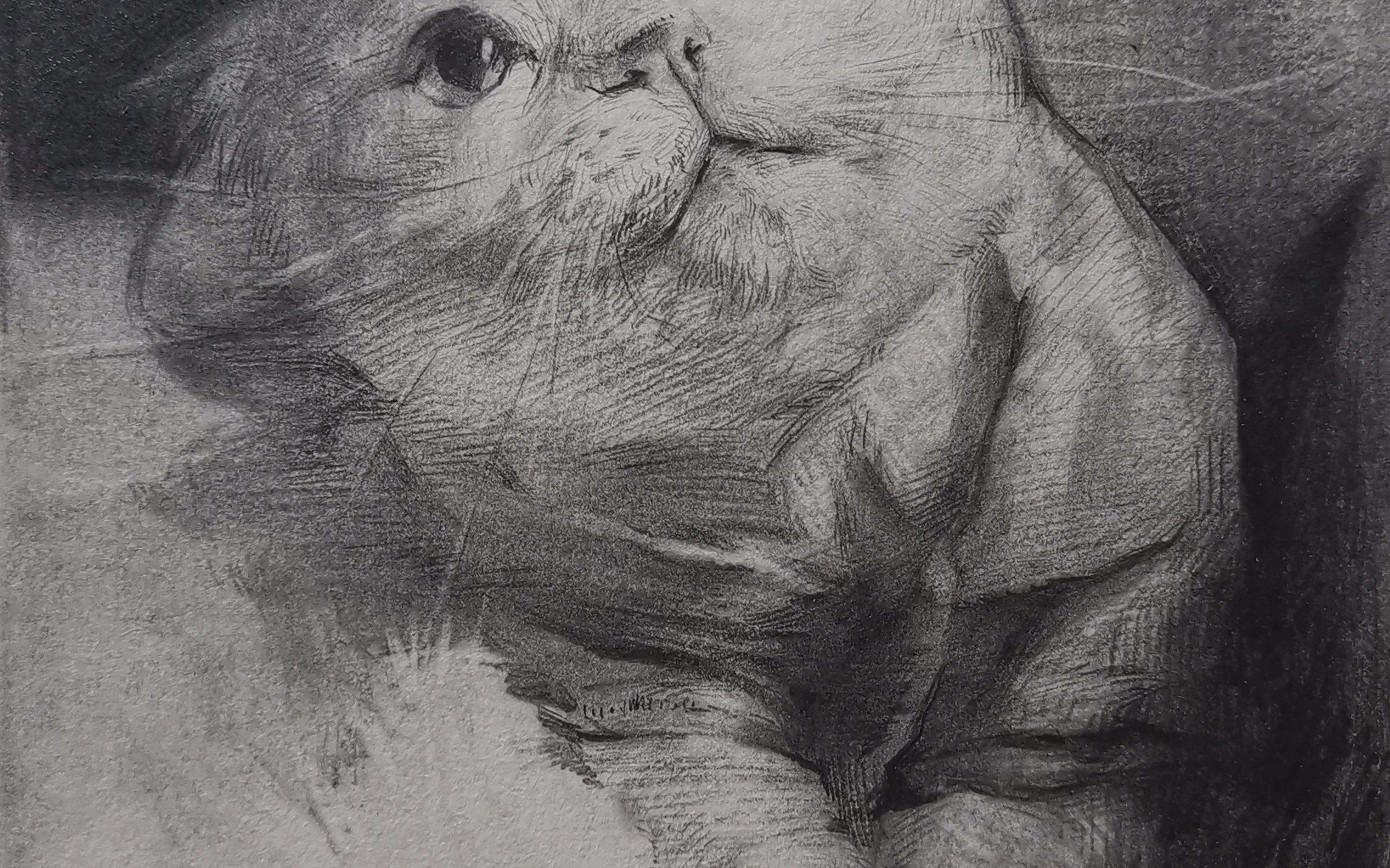 素描小白猫绘画过程3