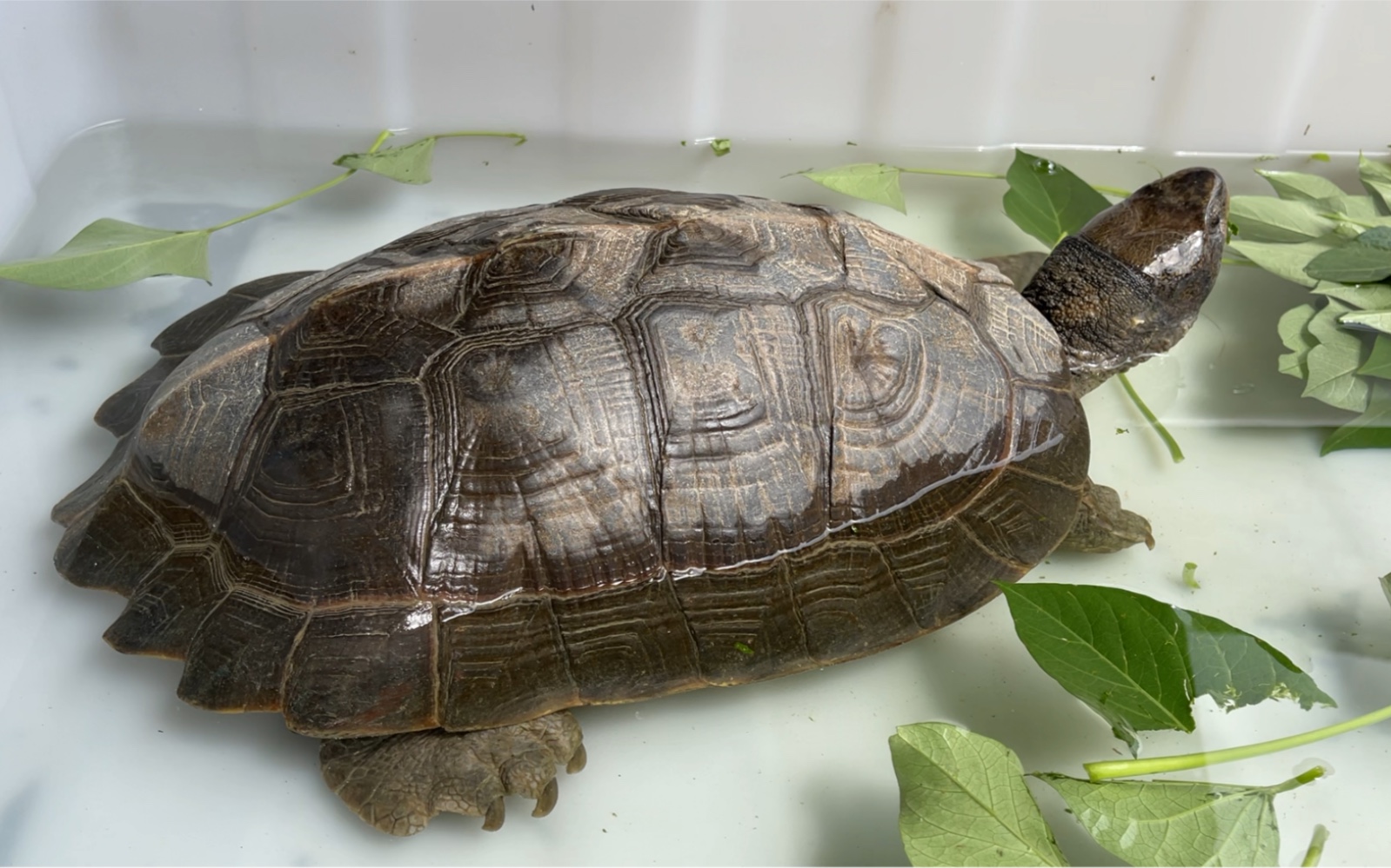 巨无霸亚巨吃红薯叶,这种龟最容易养!