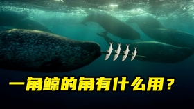 海洋生物科普 无畏者的冲锋 一角鲸 哔哩哔哩 つロ干杯 Bilibili