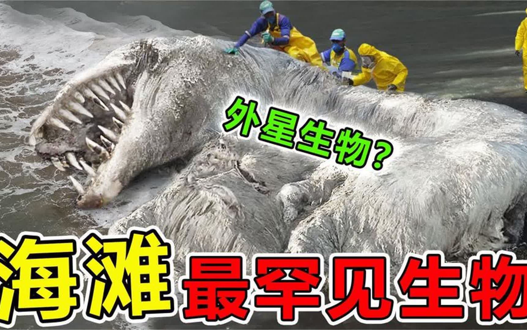 海滩上“最罕见”的10大生物发现,澳大利亚海滩出现外星尸体?哔哩哔哩bilibili