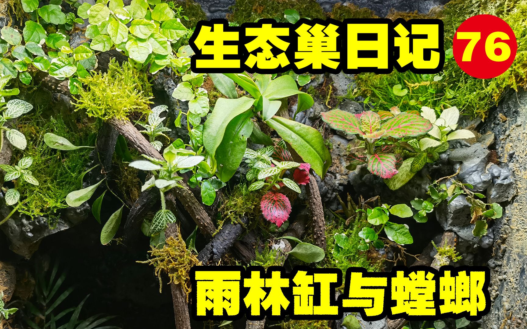 【生态巢日记76】:雨林缸现状与大刀螳螂