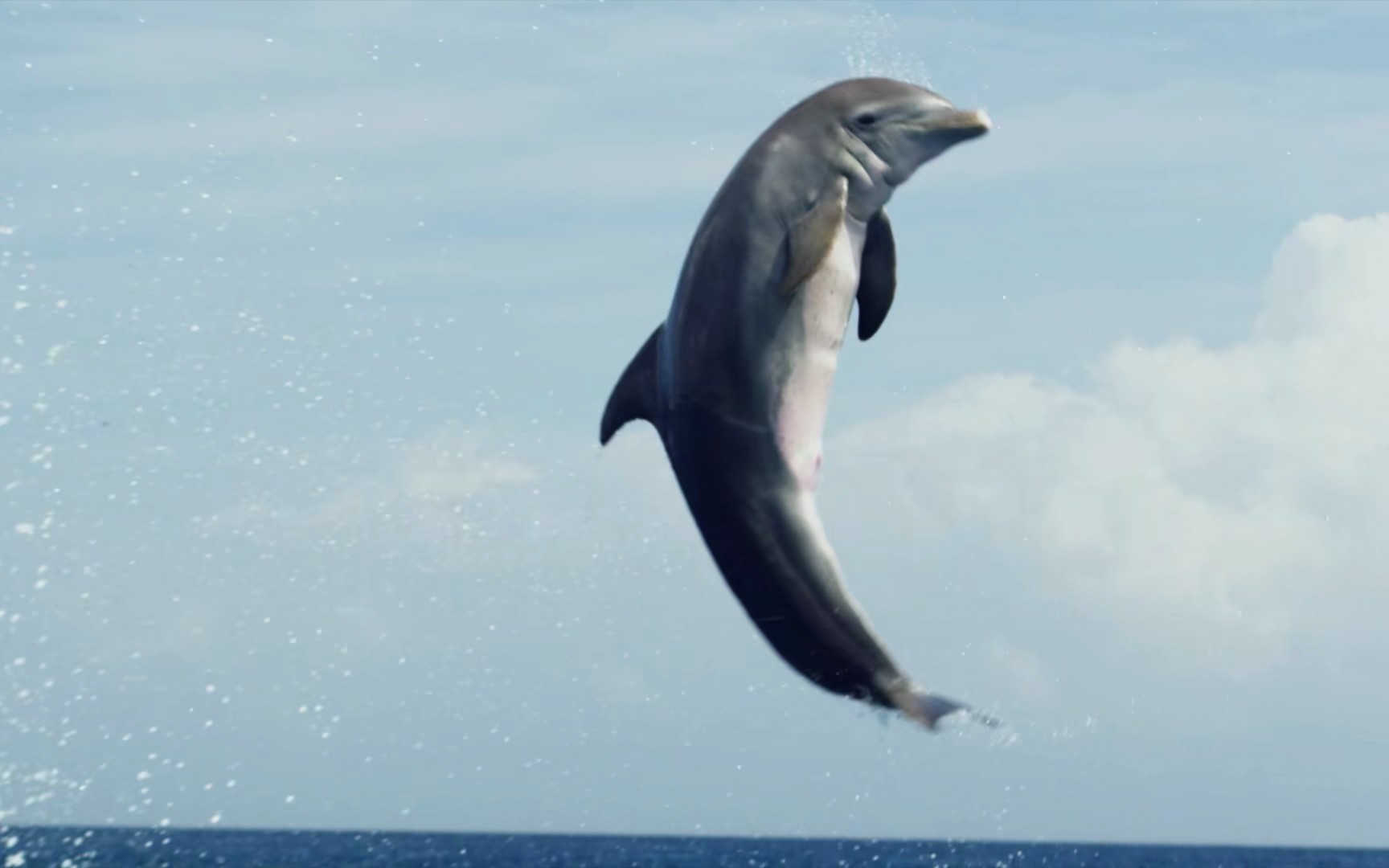 海豚平地跳跃两周半(欣赏海豚的叫声)