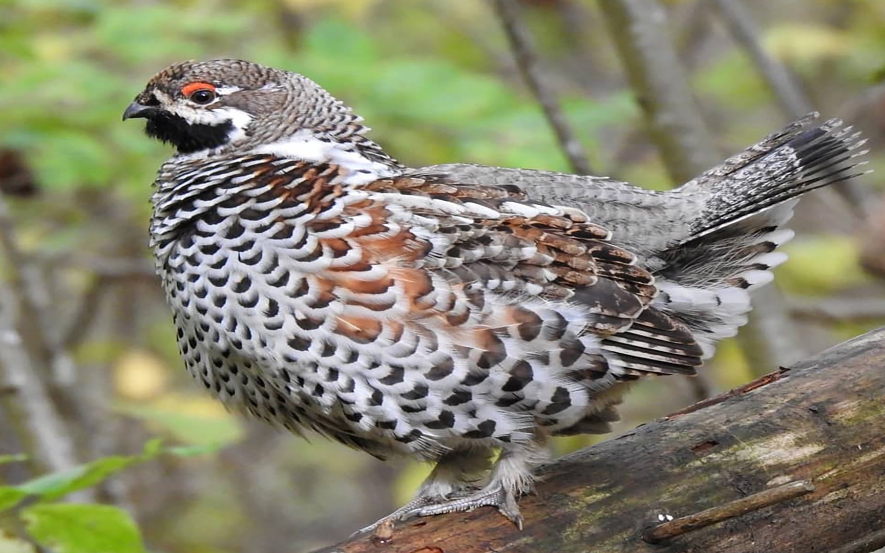 让你听听花尾榛鸡的叫声,唧一唧一唧唧 !建议偷偷收藏