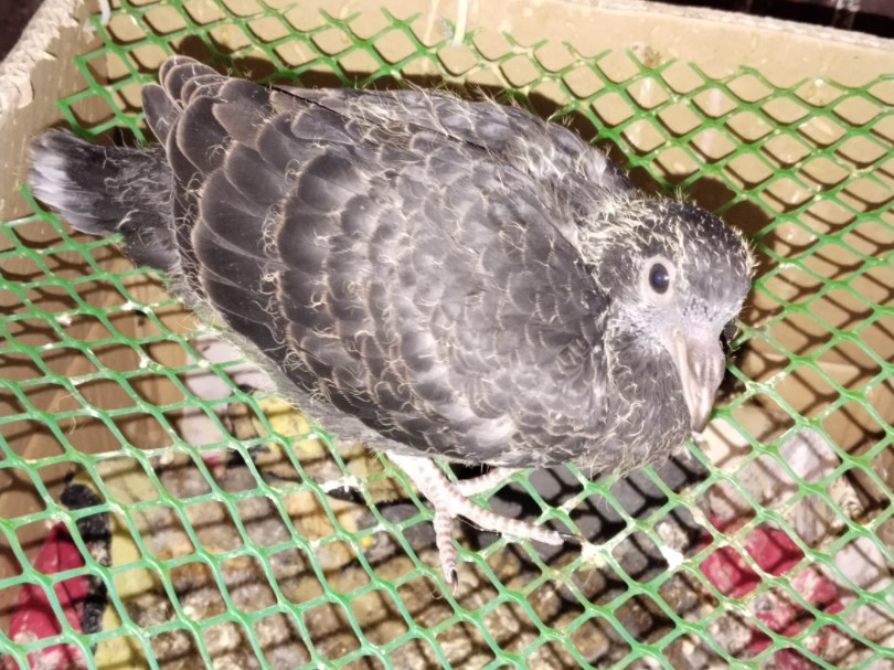 元宝鸽子配对斑鸠杂交繁殖实验的小崽出壳第十八天了