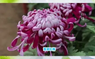 下载视频: 菊花品种这么多，到底养哪盆好呢……