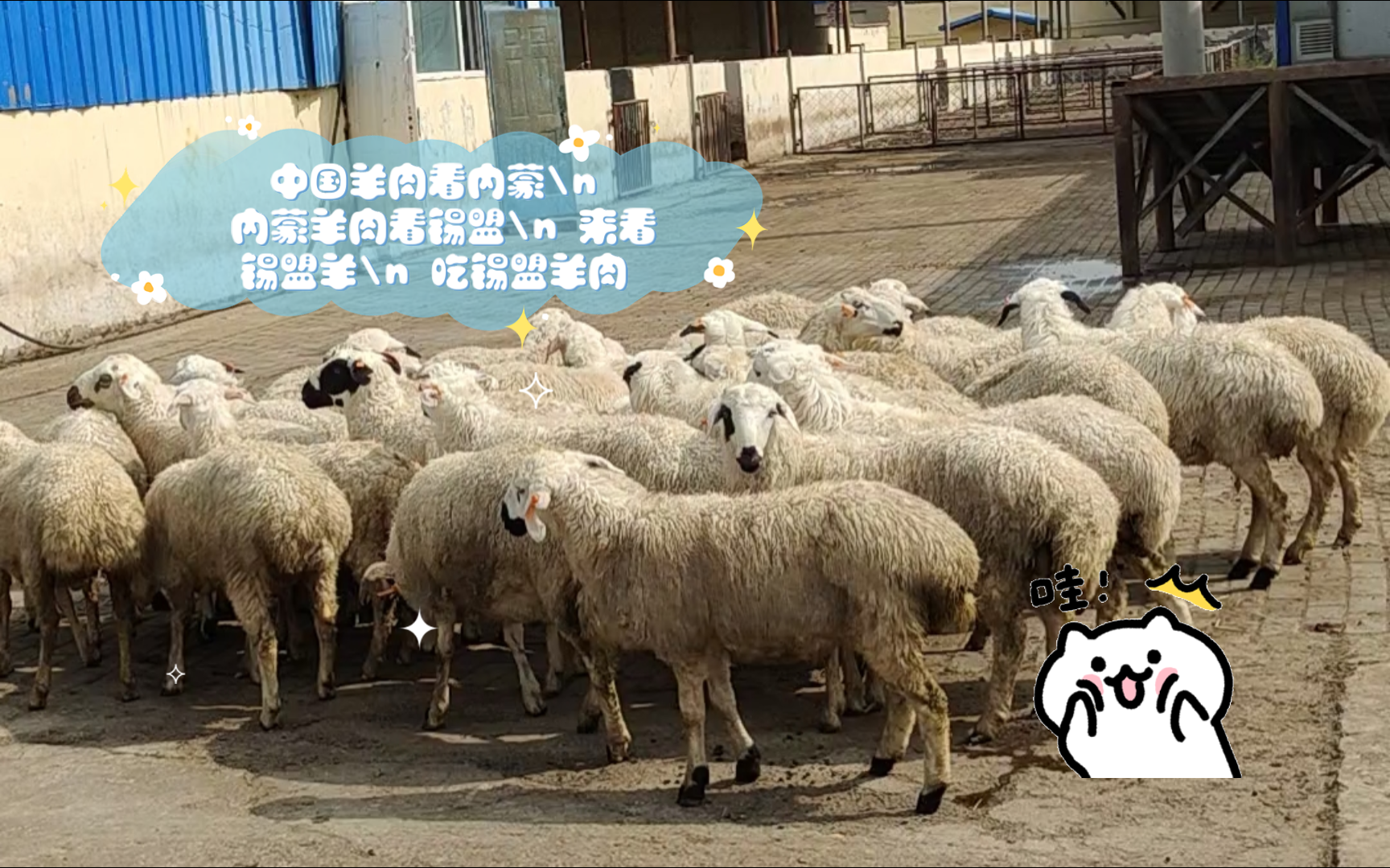 中国羊肉看内蒙内蒙羊肉看锡盟来看锡盟羊吃锡盟羊肉
