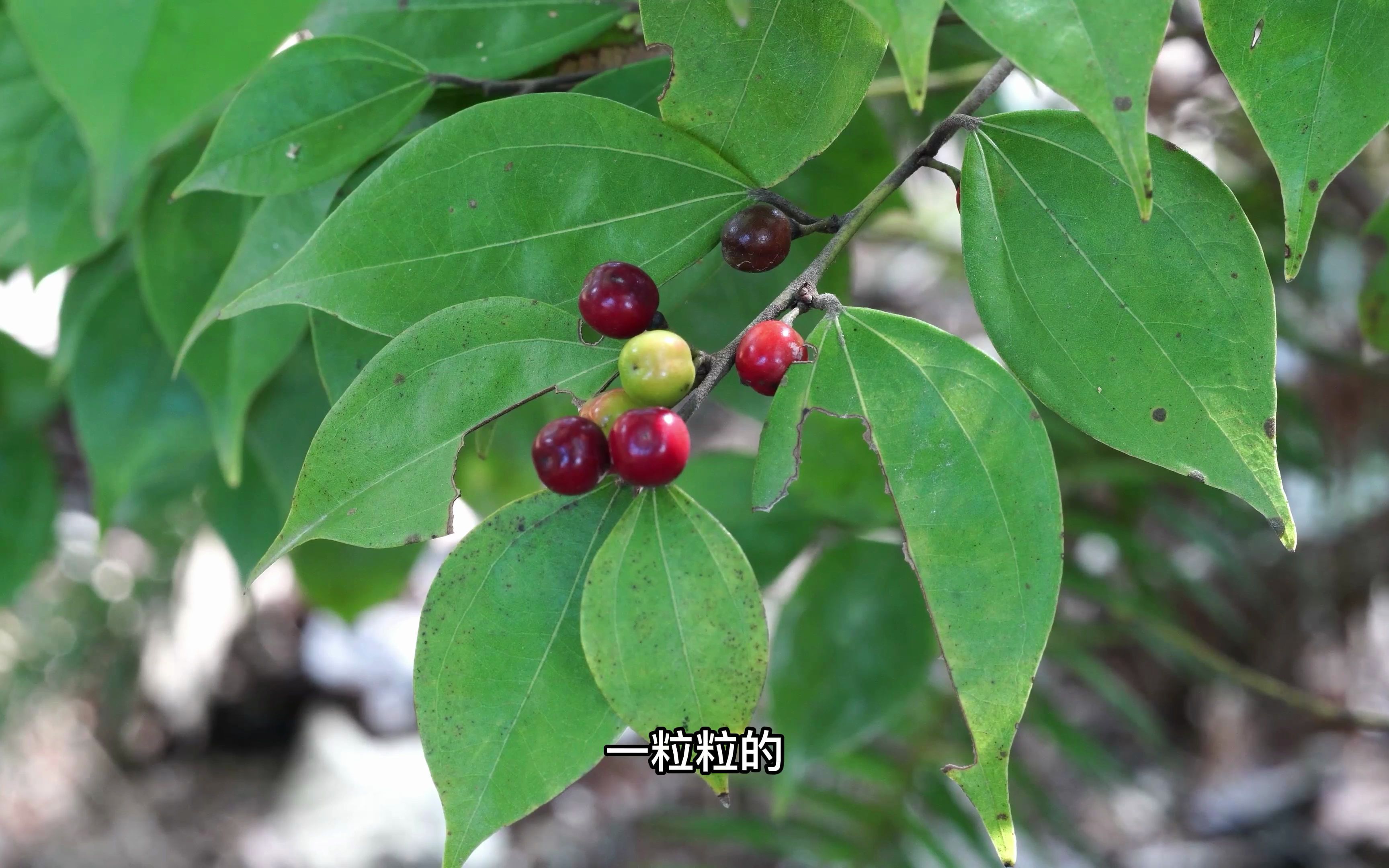 乌药小时候用竹子做的玩具枪用的子弹就是乌药的果实