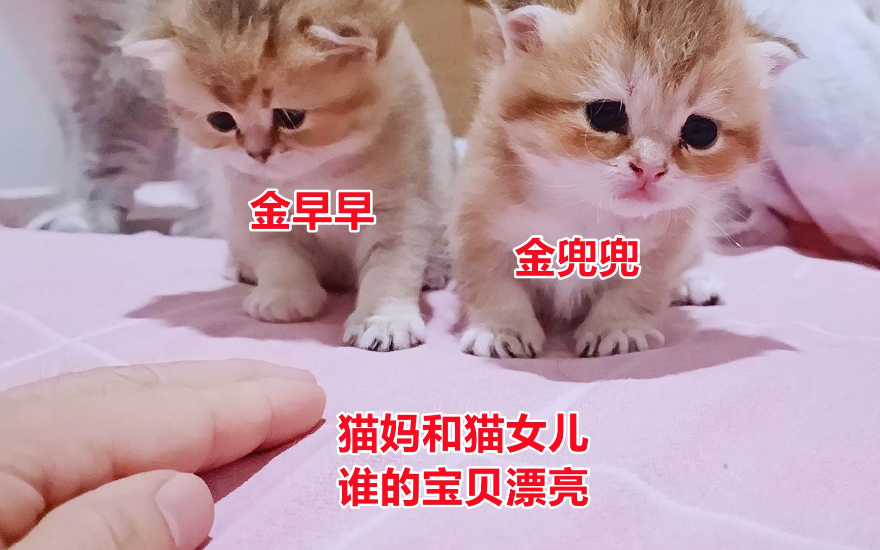 猫妈和猫女儿合养两窝小奶猫,主人问猫妈谁孩子好看,猫妈真会说哔哩哔哩bilibili