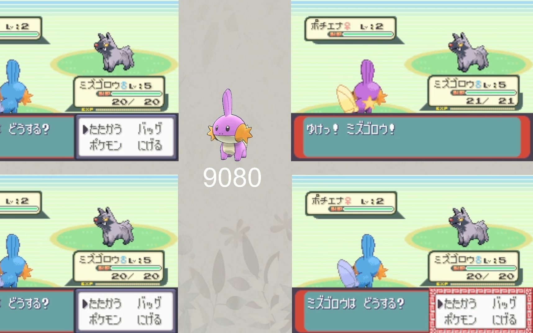 宝可梦红宝石 9080次 闪光水跃鱼