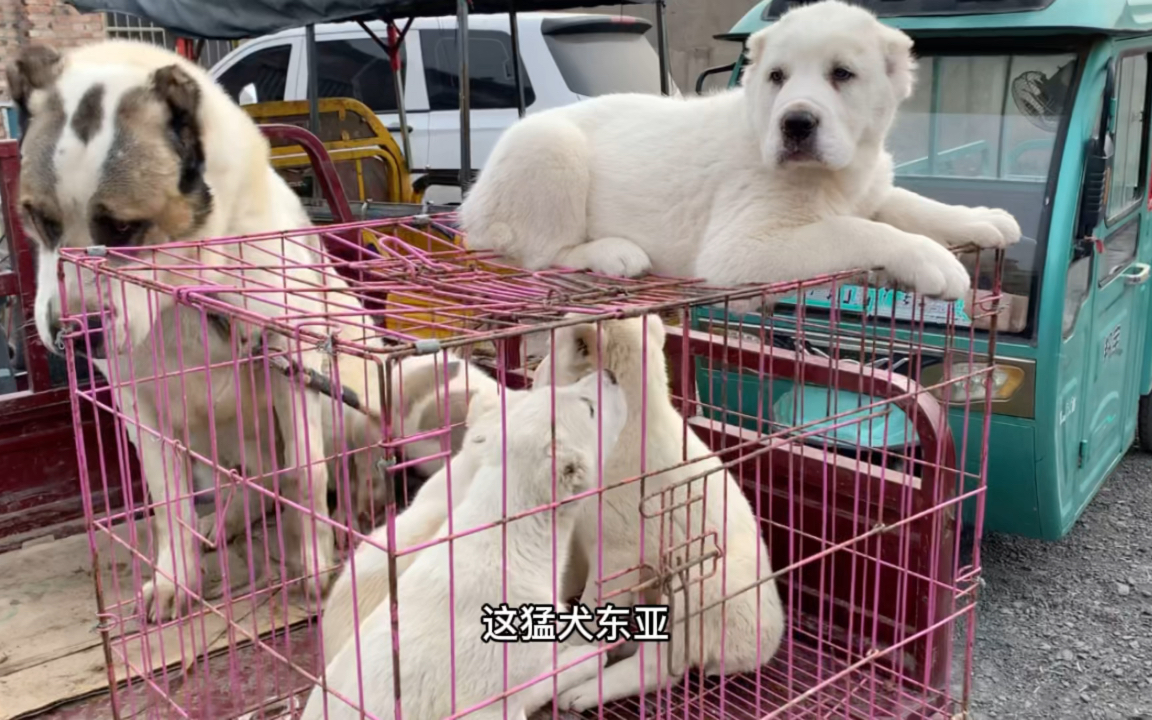 宠物市场日常 猛犬中亚 防爆犬罗威纳 巴哥哔哩哔哩bilibili