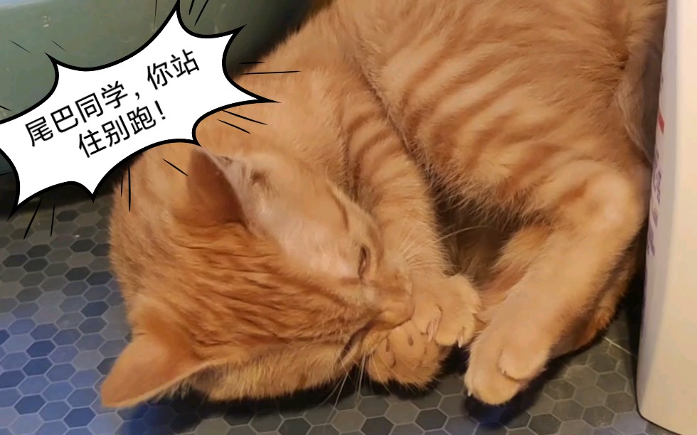猫和猫尾巴真的是两种生物短尾巴的烦恼尾巴同学给我站住