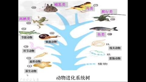 北师大版生物八下22 4 动物的主要类群 第2课时 脊椎动物 哔哩哔哩