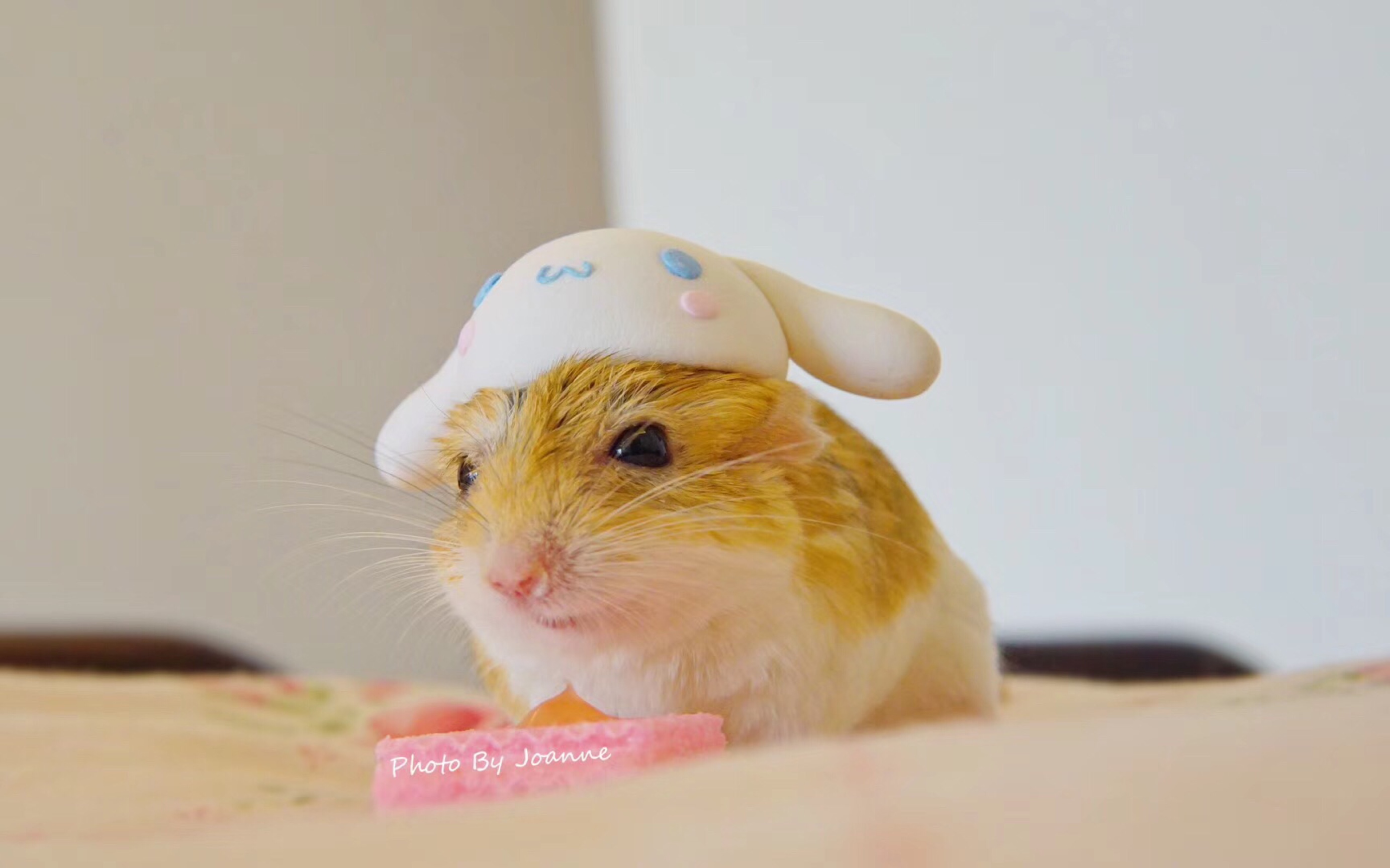 通心粉鼠洗澡(怀念16拍摄)_哔哩哔哩 (゜-゜)つロ 干杯~-bilibili