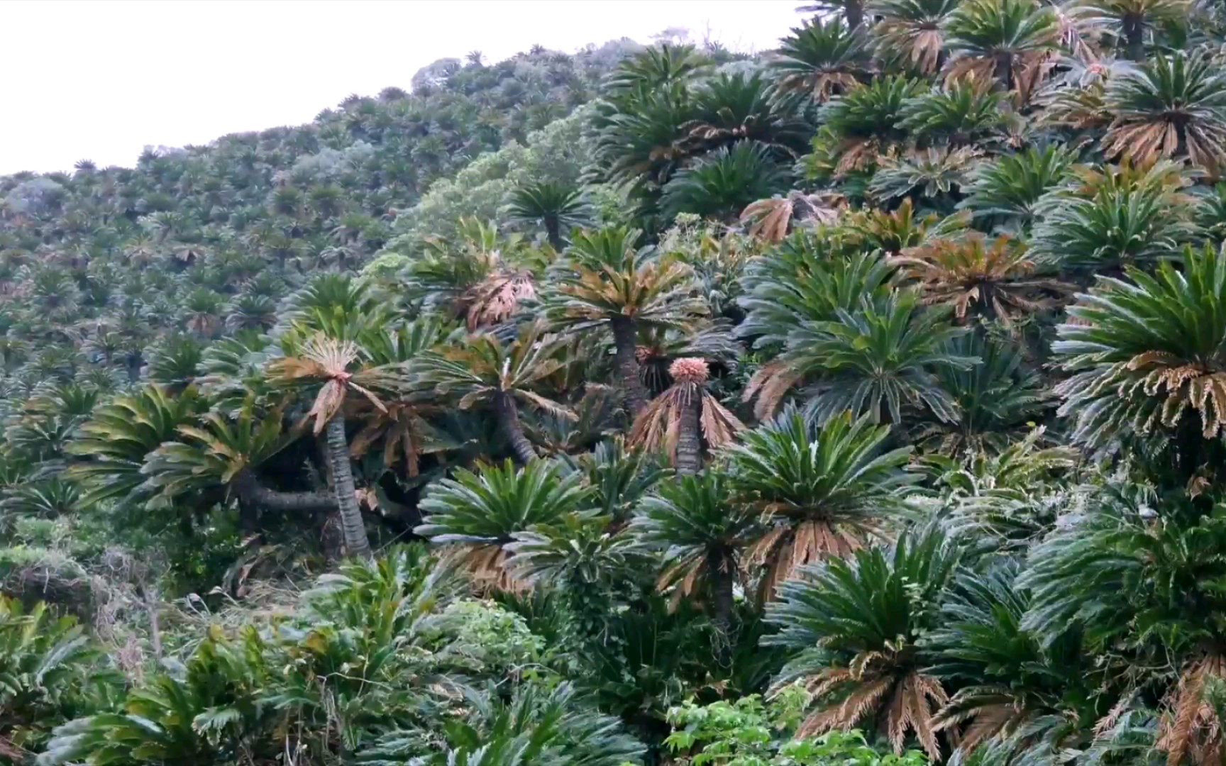 日本奄美大岛的野生苏铁树林,漫山遍野的铁树真是奇景,亚热带植物风景纪录片哔哩哔哩bilibili