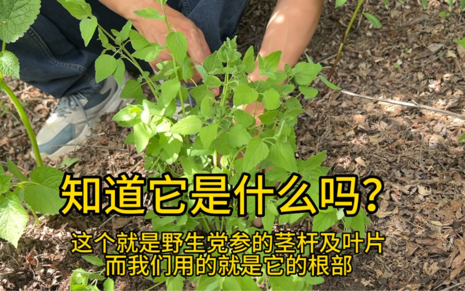 野生党参的茎杆已经长长了,我们用的是它的根部,所以要等到霜降才能采