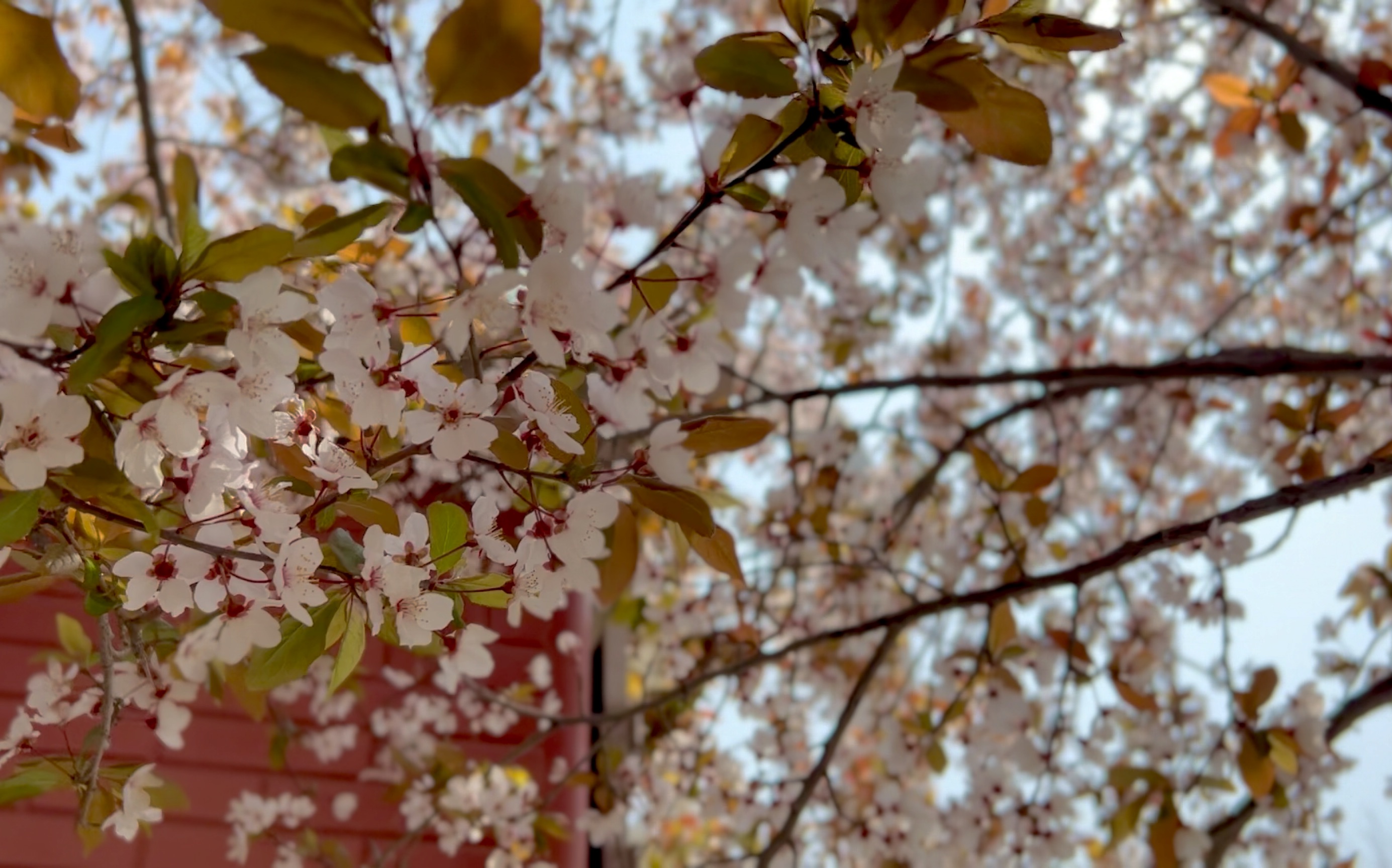 [图]花开疫散，人间皆安