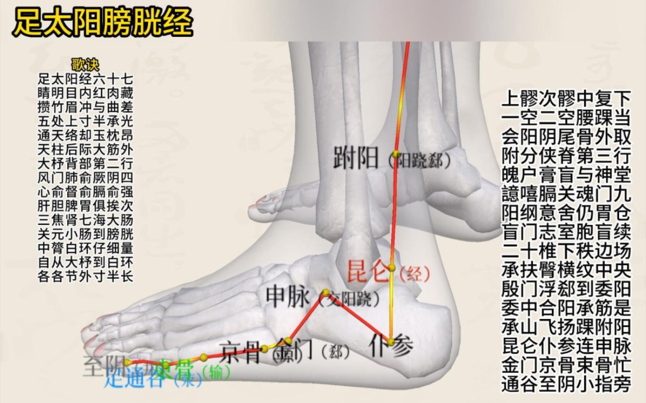 [图]足太阳膀胱经3D经络巡行