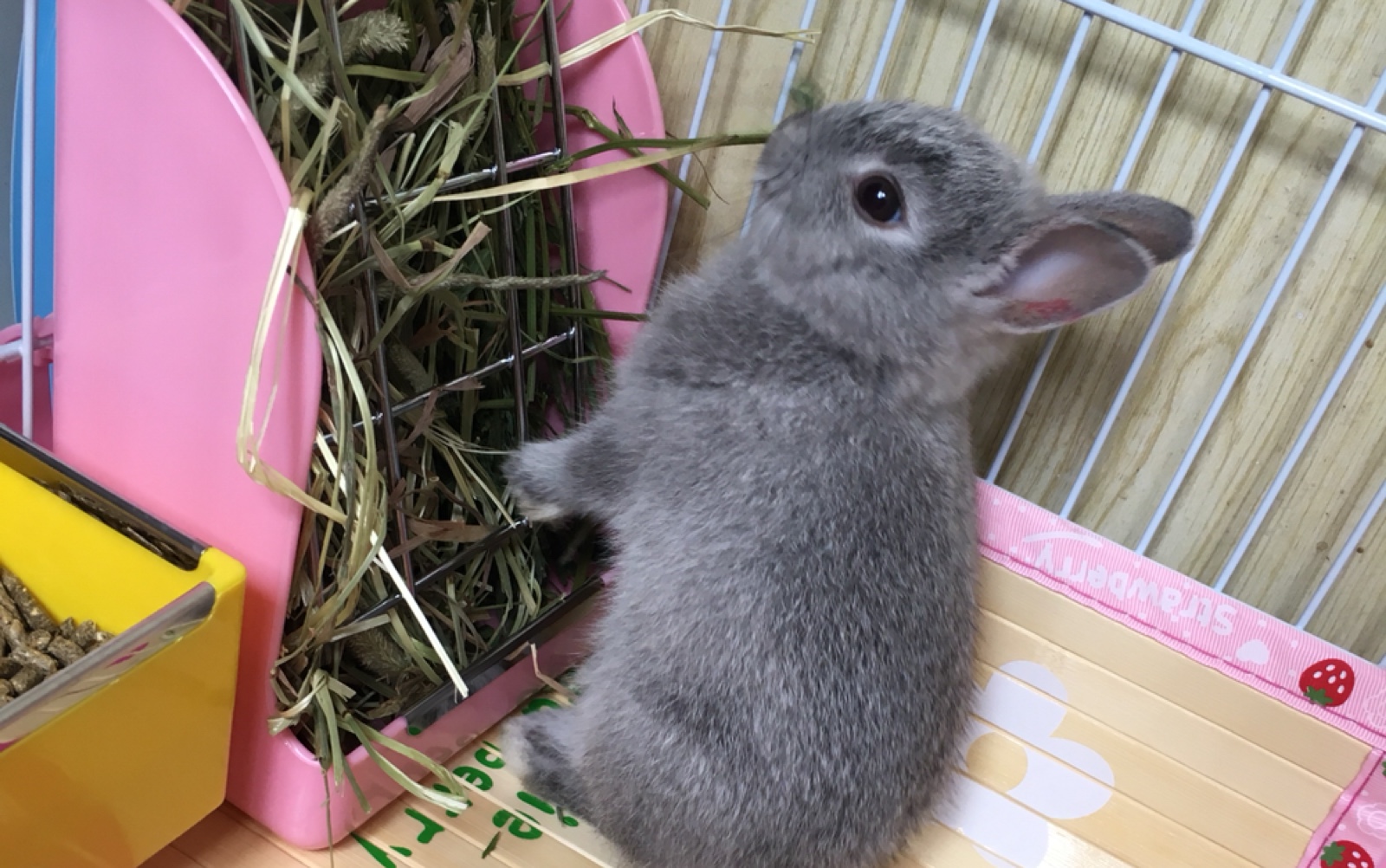 【侏儒兔麻糬】一只吃草草的兔子