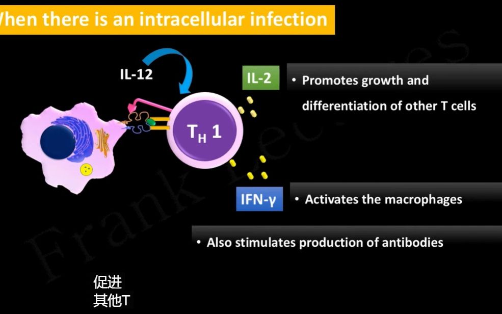 辅助T细胞分化:Th1细胞、Th2细胞、Th17细胞、Tfh细胞和Treg细胞哔哩哔哩bilibili