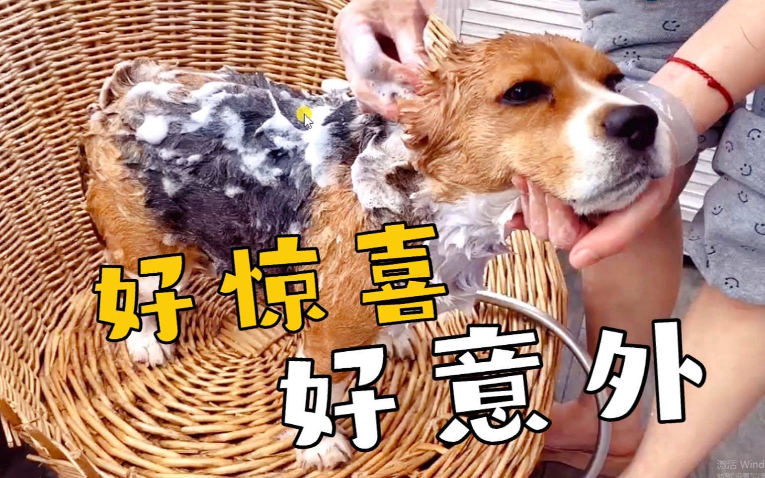 比格大魔王收到的新年礼物竟是洗澡澡惊不惊喜意不意外