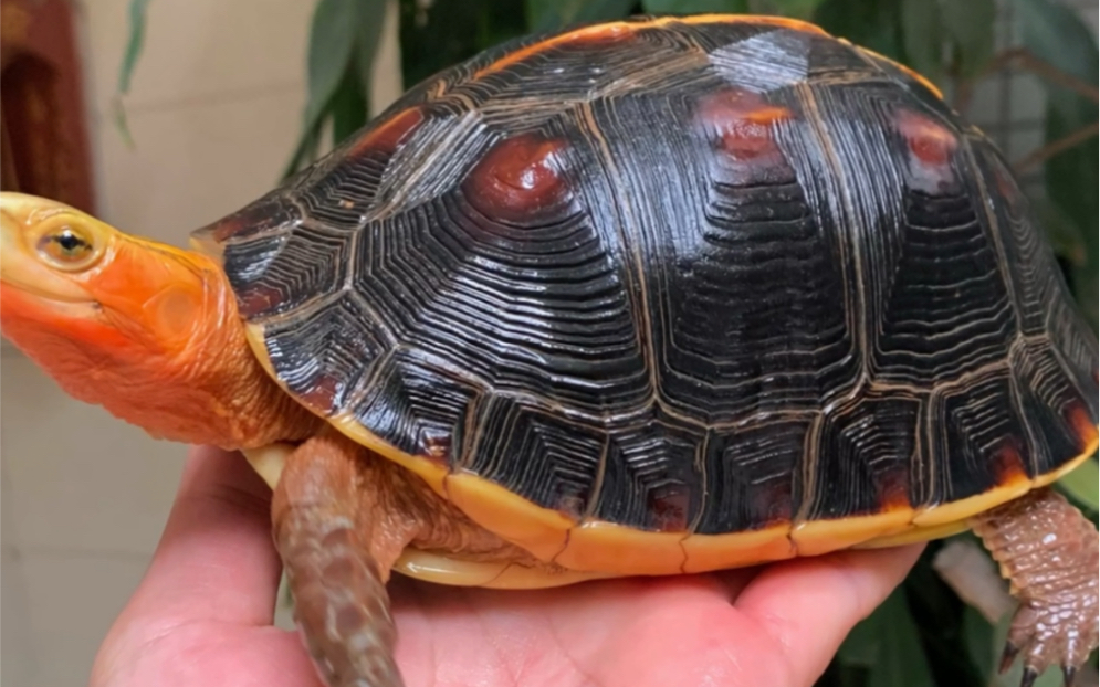 皖南安缘种母,超红关公脸,精美细致的蜘蛛网刀刻纹,高背球体.