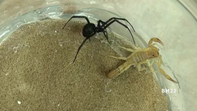 【昆虫角斗场】黑寡妇vs蝎子vs巨型蜈蚣vs巨型蜘蛛