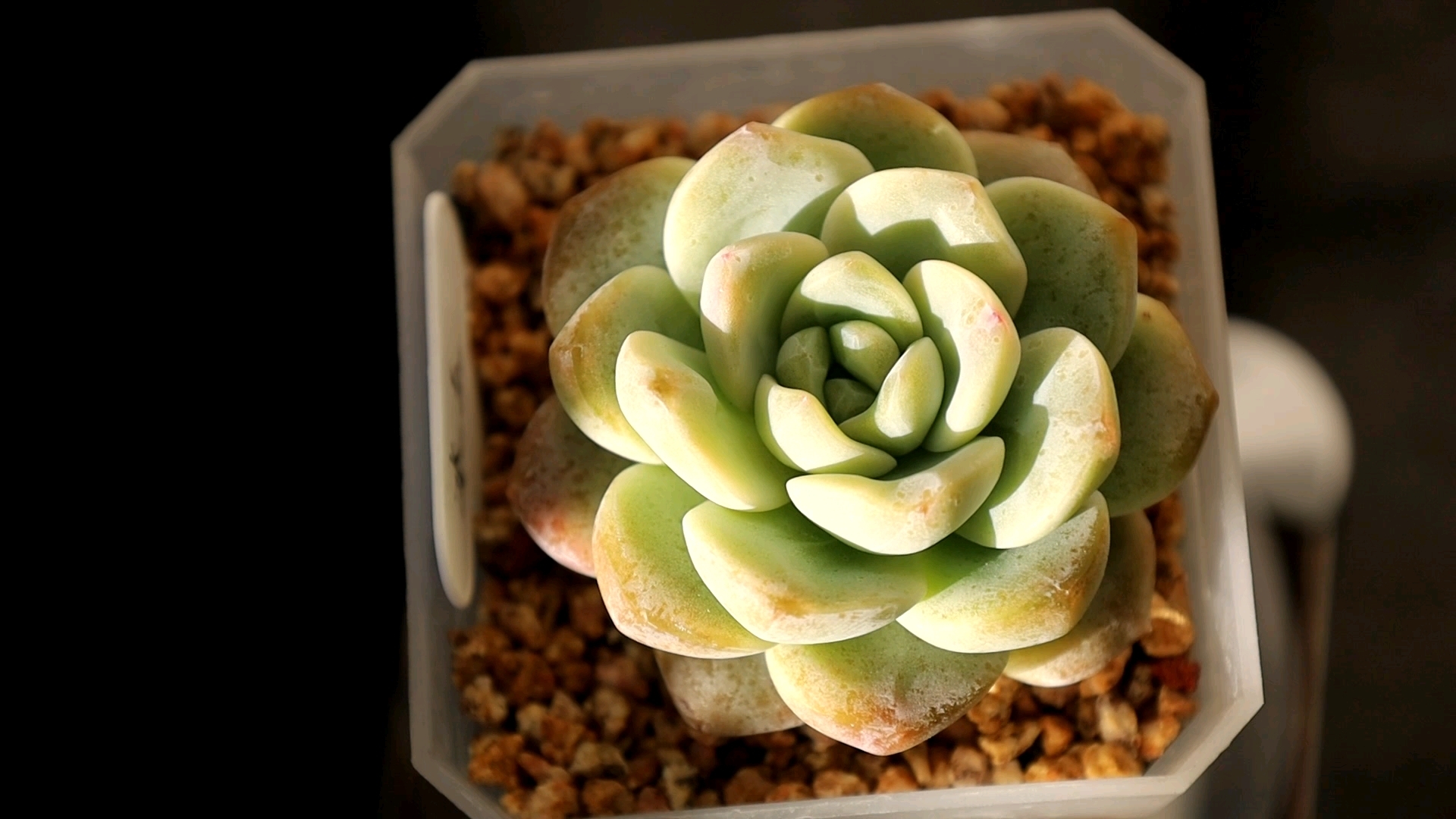 【多肉】稍微有一点点状态的冰玉冰玉