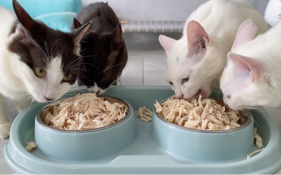 9只猫只喂2斤鸡胸肉,猫咪用眼神质问:鸡胸肉涨价了吗?
