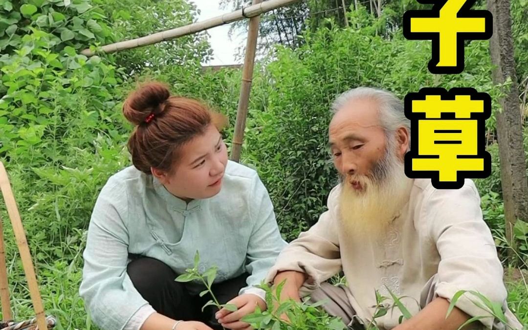 这个小草被称为革命草,你们有见过吗?哔哩哔哩bilibili