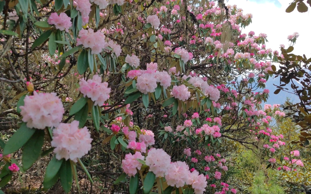 最美的高原植物,高山杜鹃花哔哩哔哩bilibili