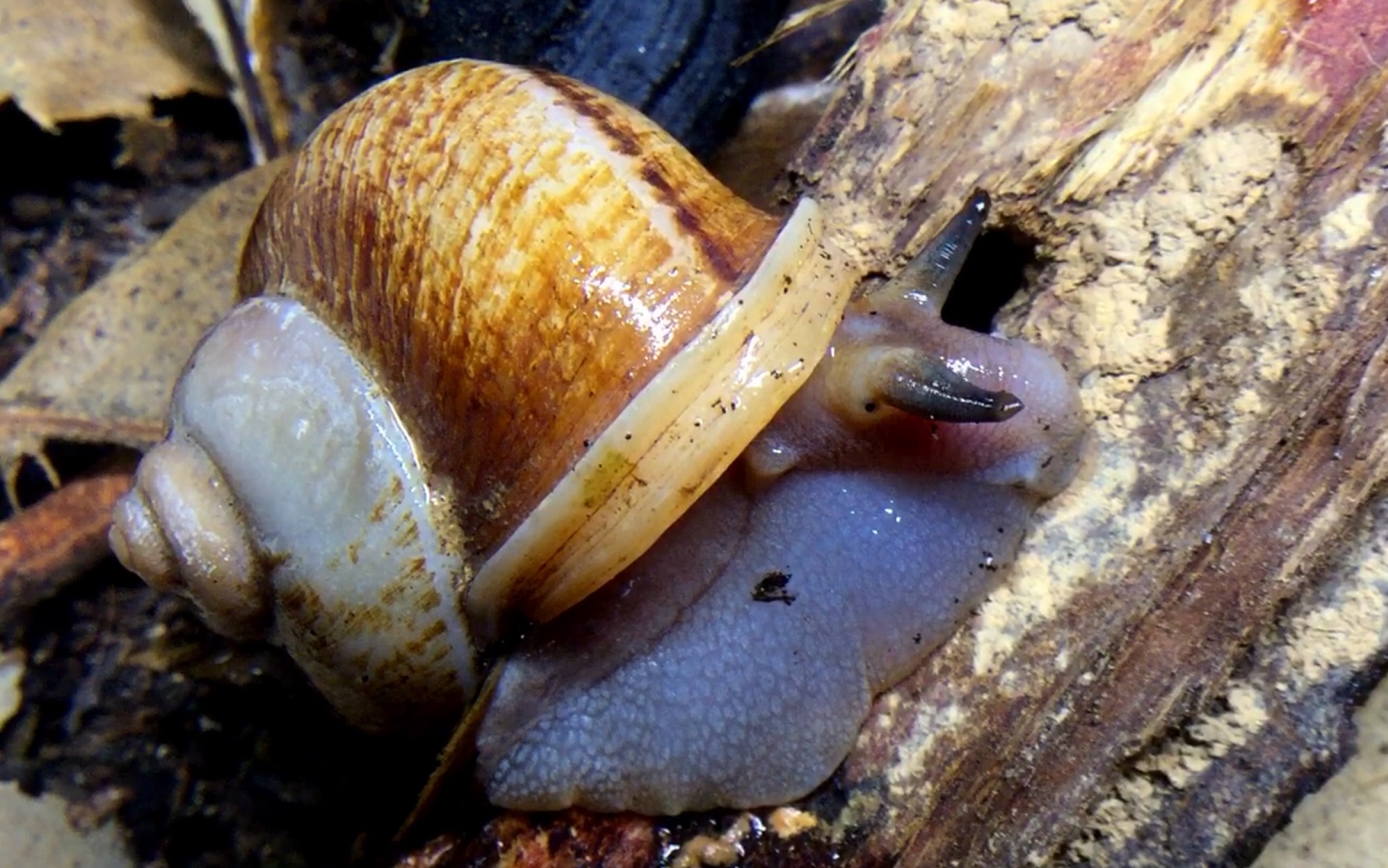 产自海南的一种环口螺_哔哩哔哩_bilibili