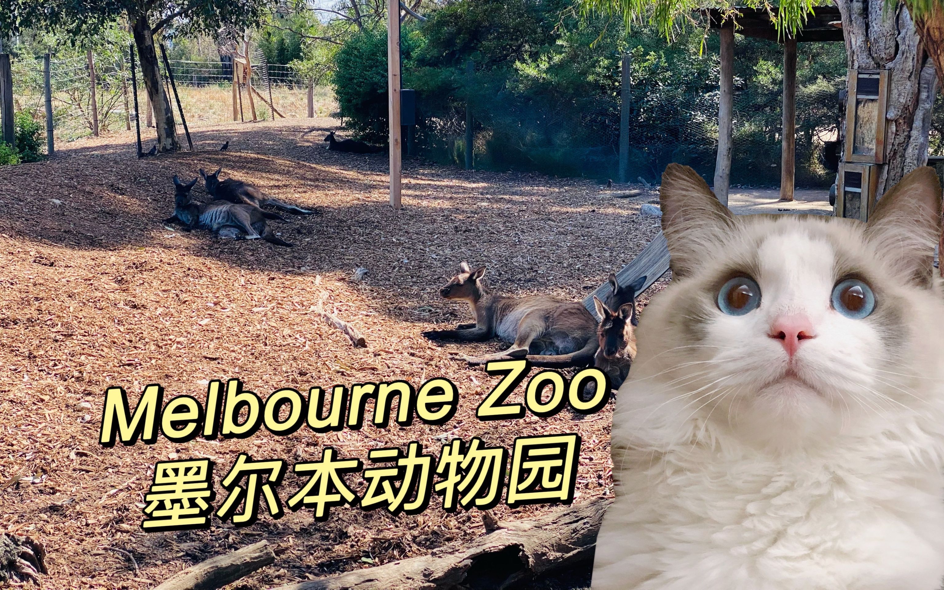 [图]墨尔本动物园Melbourne Zoo vlog: 可爱动物大集合