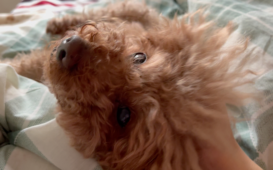 美丽笑笑和可爱乐乐狗子们